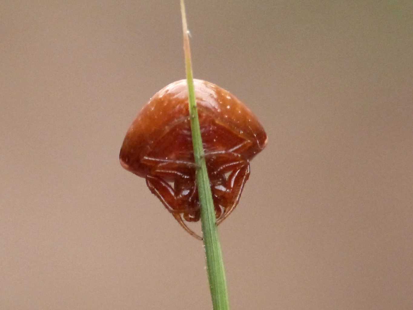 Cyrtarachne ixoides - Santa Teresa Gallura (OT)